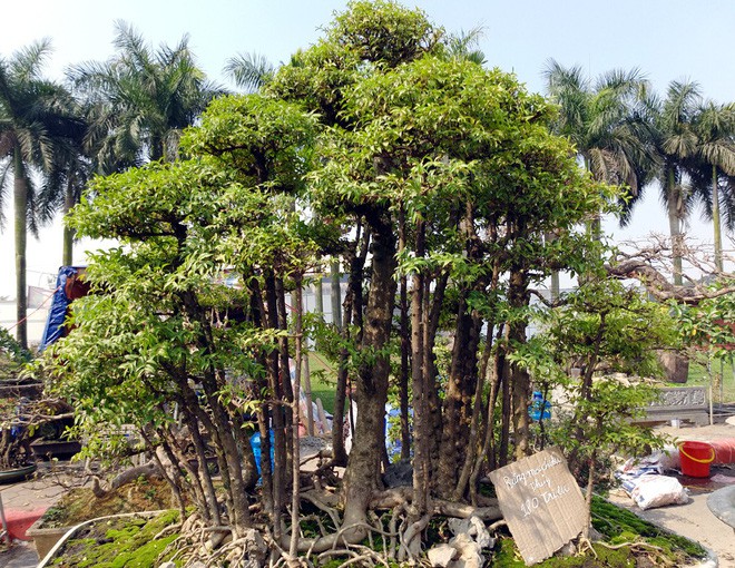 Choáng ngợp với cây duối tình mẫu tử hét giá 15 tỷ tại hội chợ Tết ở Hà Nội